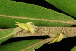 Salix schwerinii. Twisted stipules and tomentose branchlet.
 Image: D. Glenny © Landcare Research 2020 CC BY 4.0